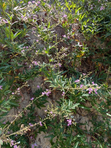 Desmodium paniculatum, photograph 6