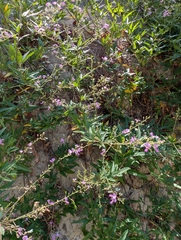 Desmodium paniculatum, photograph author not stated, no rights reserved