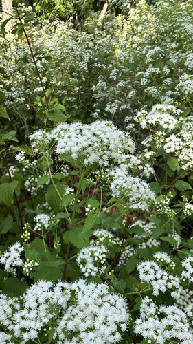 white snakeroot
