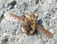 Bombylius medius