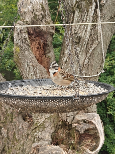 Rufous-collared Sparrow