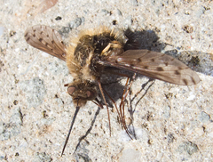 Bombylius medius