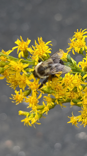 Common Eastern Bumble Bee