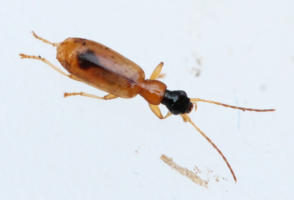 Demetrias monostigma