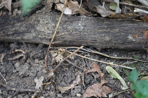 Three-lined Salamander
