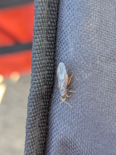 Pale-legged Fuzzy Ant