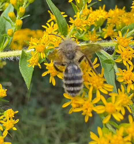 Hairy-banded Mining Bee