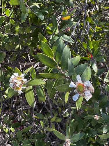 Melaleuca leucadendra observed 2026-09-19