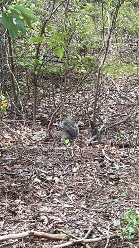 Eastern Gray Squirrel