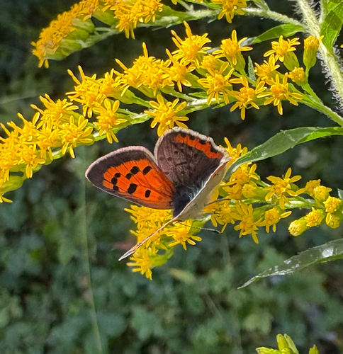 American Copper