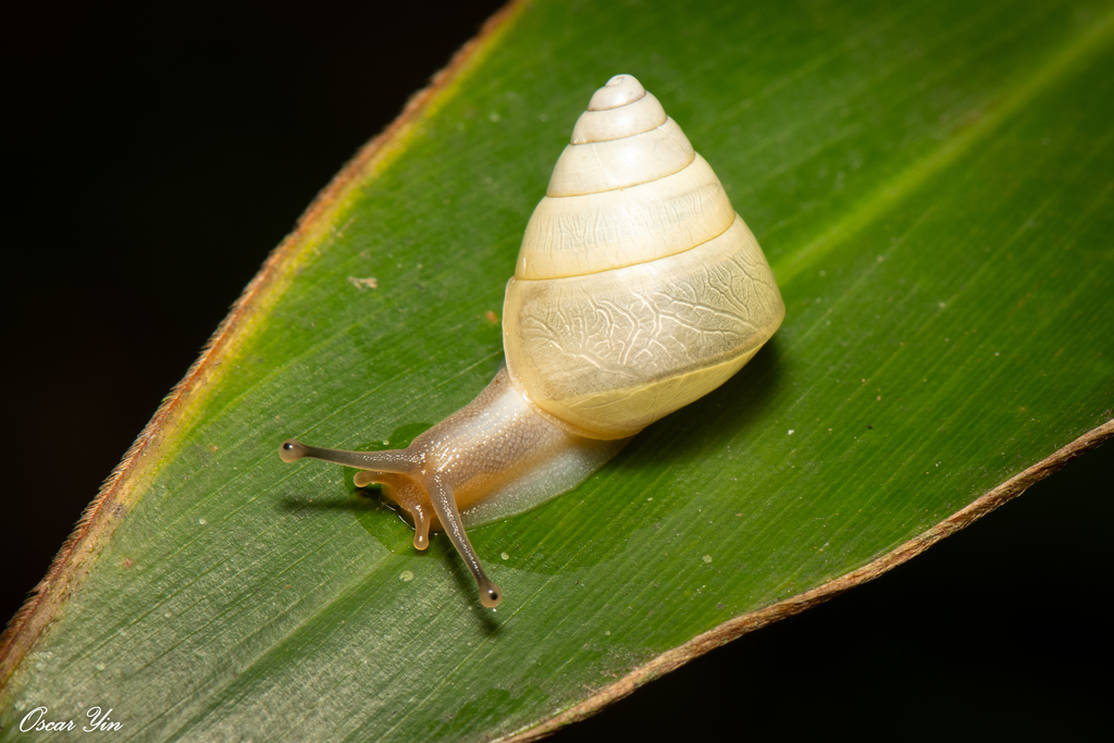 Satsuma luteolella