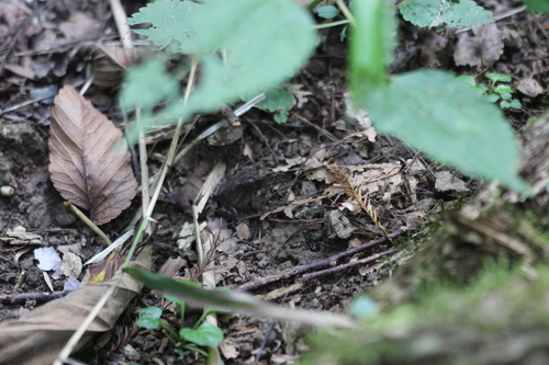 Southern Toad