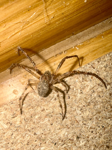 Larinioides ixobolus
