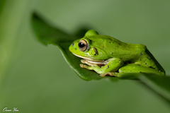 Moltrecht's Treefrog photo 3