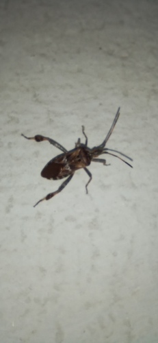 Western Conifer Seed Bug