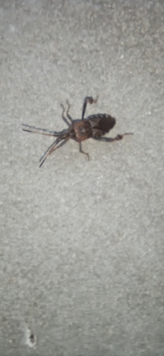 Western Conifer Seed Bug