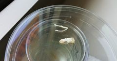 Anguis fragilis