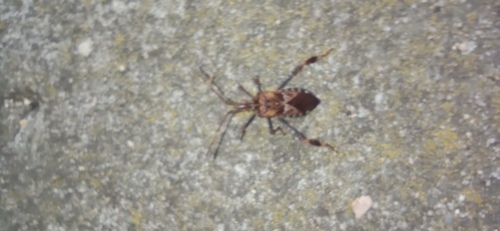 Western Conifer Seed Bug