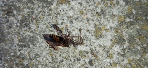 Western Conifer Seed Bug