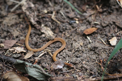 Red-bellied Snake