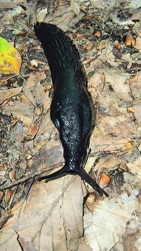 Black Slug