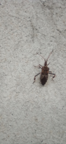 Western Conifer Seed Bug