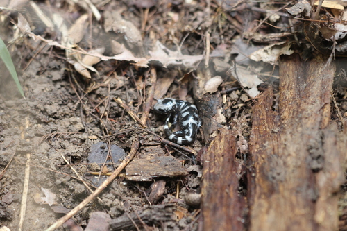 Marbled Salamander