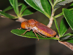 Oncometopia hamiltoni