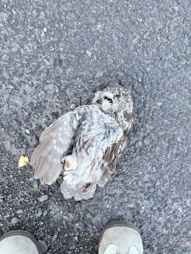 Boreal Owl