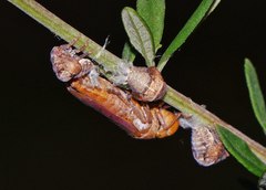 Oncometopia hamiltoni