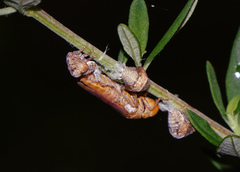 Oncometopia hamiltoni