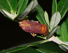 Oncometopia hamiltoni