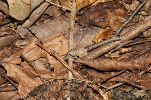 Cope's Gray Tree Frog