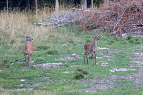 Red Deer