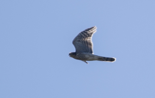 Eurasian Sparrowhawk