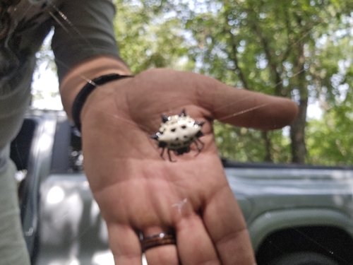 Spinybacked Orbweaver