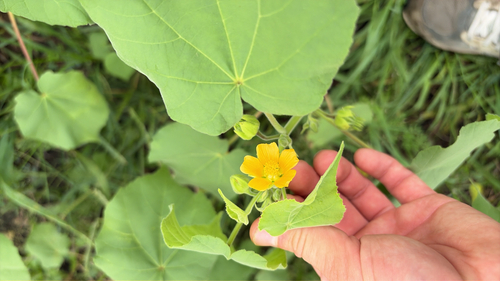 velvetleaf