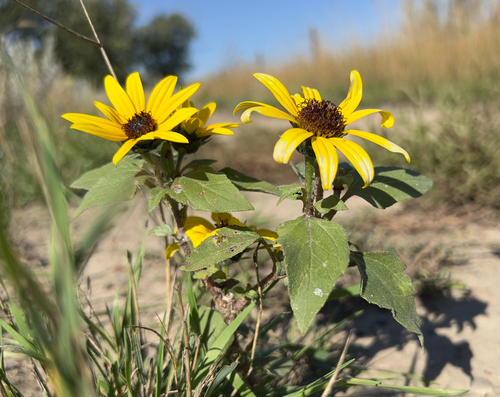 Common Sunflower