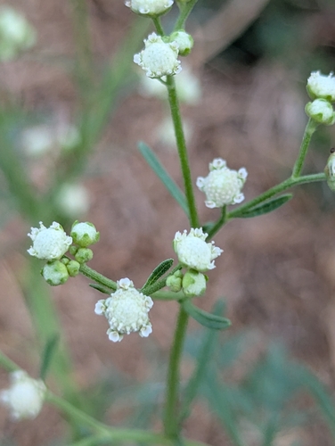 Santa Maria feverfew