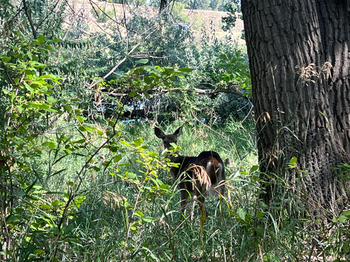 White-tailed Deer