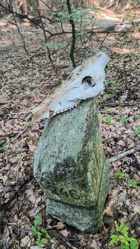 Wild Boar