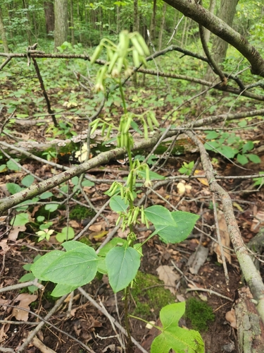 tall rattlesnake root