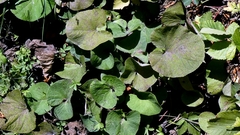 Petasites pyrenaicus, photograph author not stated, no rights reserved