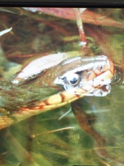 Nerodia erythrogaster