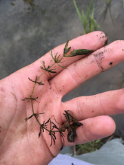 Ceratophyllaceae