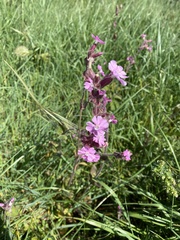 Silene dioica