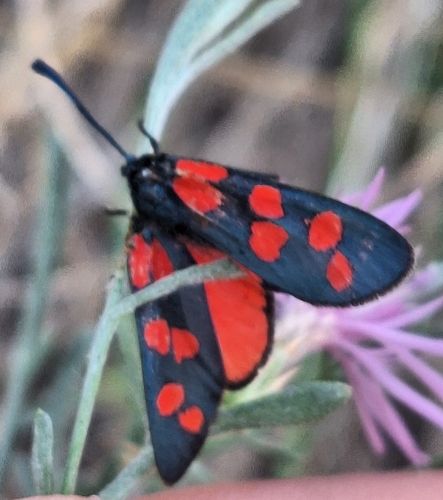 Transalpine burnet moth