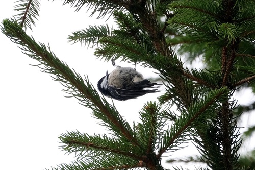 Coal Tit