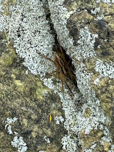 lance wolf spider