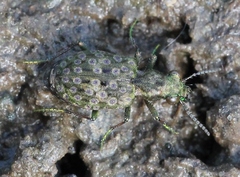 Elaphrus riparius